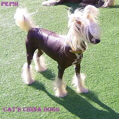 Cat's China Dogs