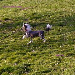 Cat's China Dogs