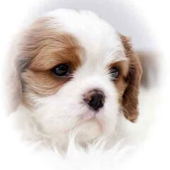 Felicita e Amore