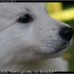 ***A Vivid Daydream Zwitserse Witte Herders