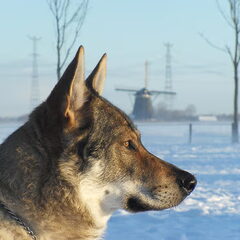van 't Aelse Sluske