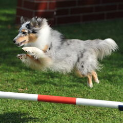 Amazing Velocity