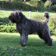 Black Mystic Legend     Bouvierliefhebbers