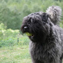 Black Mystic Legend     Bouvierliefhebbers