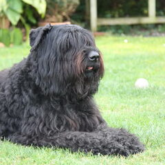 Black Mystic Legend     Bouvierliefhebbers