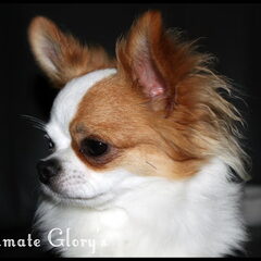 Ultimate Glory's