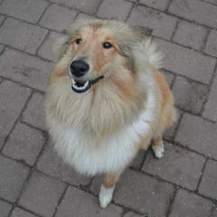 Schotse-collie