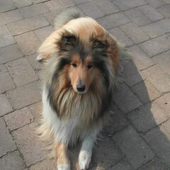 Schotse-collie