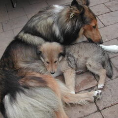 Schotse-collie
