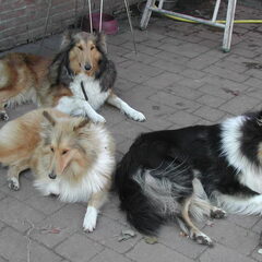 Schotse-collie