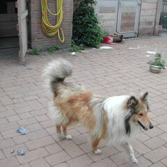 Schotse-collie
