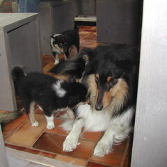 Schotse-collie