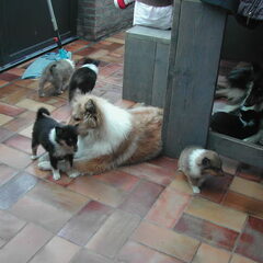 Schotse-collie