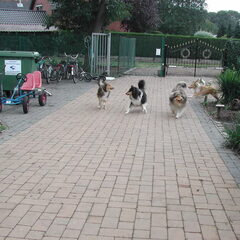 Schotse-collie