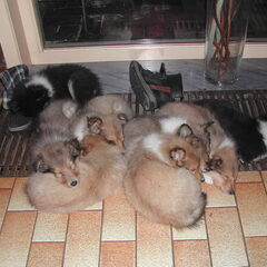 Schotse-collie