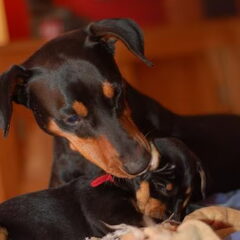 Daisy's Pride Duitse Pinschers