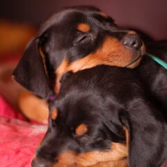 Daisy's Pride Duitse Pinschers