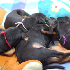 Daisy's Pride Duitse Pinschers
