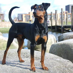 Daisy's Pride Duitse Pinschers