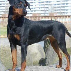 Daisy's Pride Duitse Pinschers