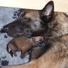 Kennel Van Goeden Huize