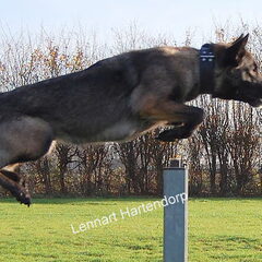 Kennel Van Goeden Huize