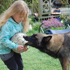 Kennel Van Goeden Huize