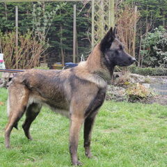 Kennel Van Goeden Huize