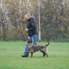 Kennel Van Goeden Huize