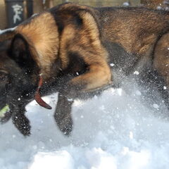 Kennel Van Goeden Huize