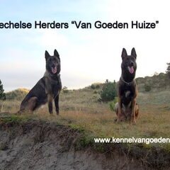 Kennel Van Goeden Huize