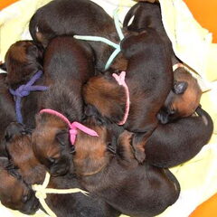 Kennel Van Goeden Huize