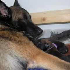 Kennel Van Goeden Huize