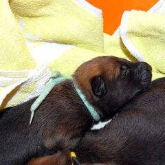 Kennel Van Goeden Huize