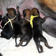 Kennel Van Goeden Huize