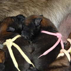 Kennel Van Goeden Huize