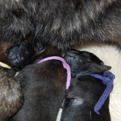 Kennel Van Goeden Huize