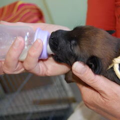 Kennel Van Goeden Huize