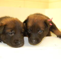 Kennel Van Goeden Huize