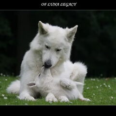 OF Luna  legacy