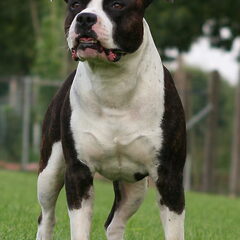 Stocky Rascals