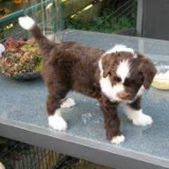 Ned. Schapendoes Fokker From Perciva's Lodge