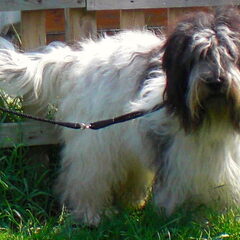 Ned. Schapendoes Fokker From Perciva's Lodge