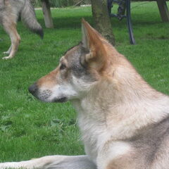 van 't Aelse Sluske