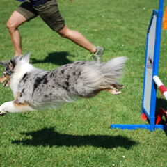 Amazing Velocity