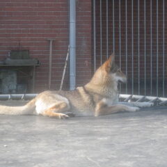 van 't Aelse Sluske