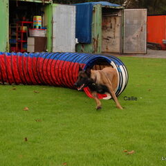 Kennel Van Goeden Huize