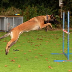 Kennel Van Goeden Huize