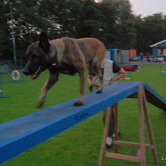 Kennel Van Goeden Huize