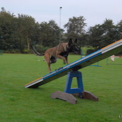 Kennel Van Goeden Huize